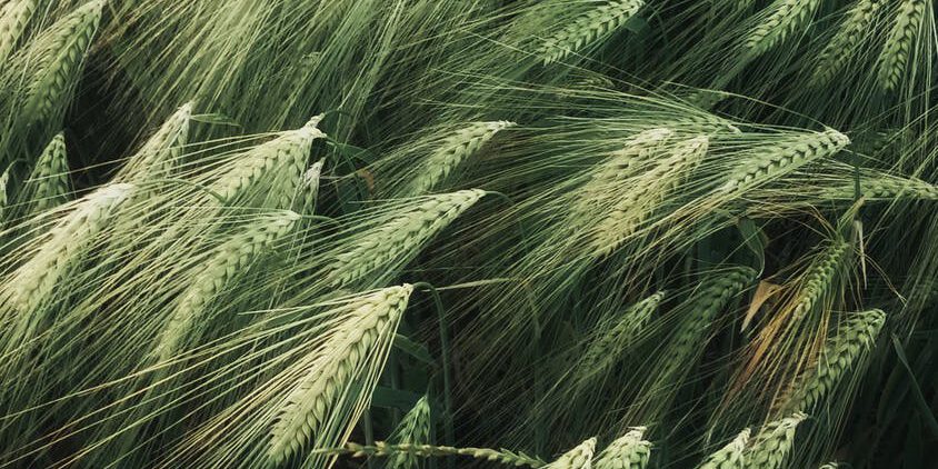 pexels-photo-4507967